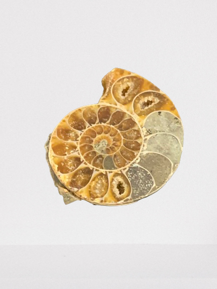 Ammonite
